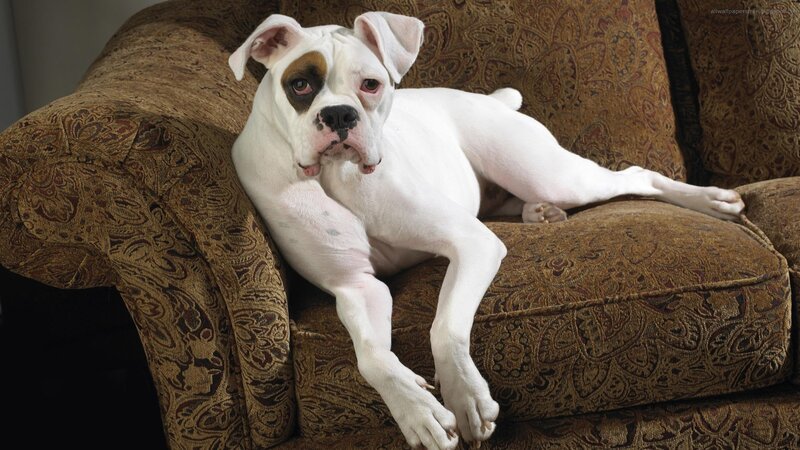 White Boxer Dog