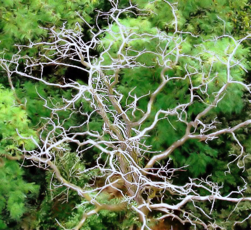 White-branched Tree