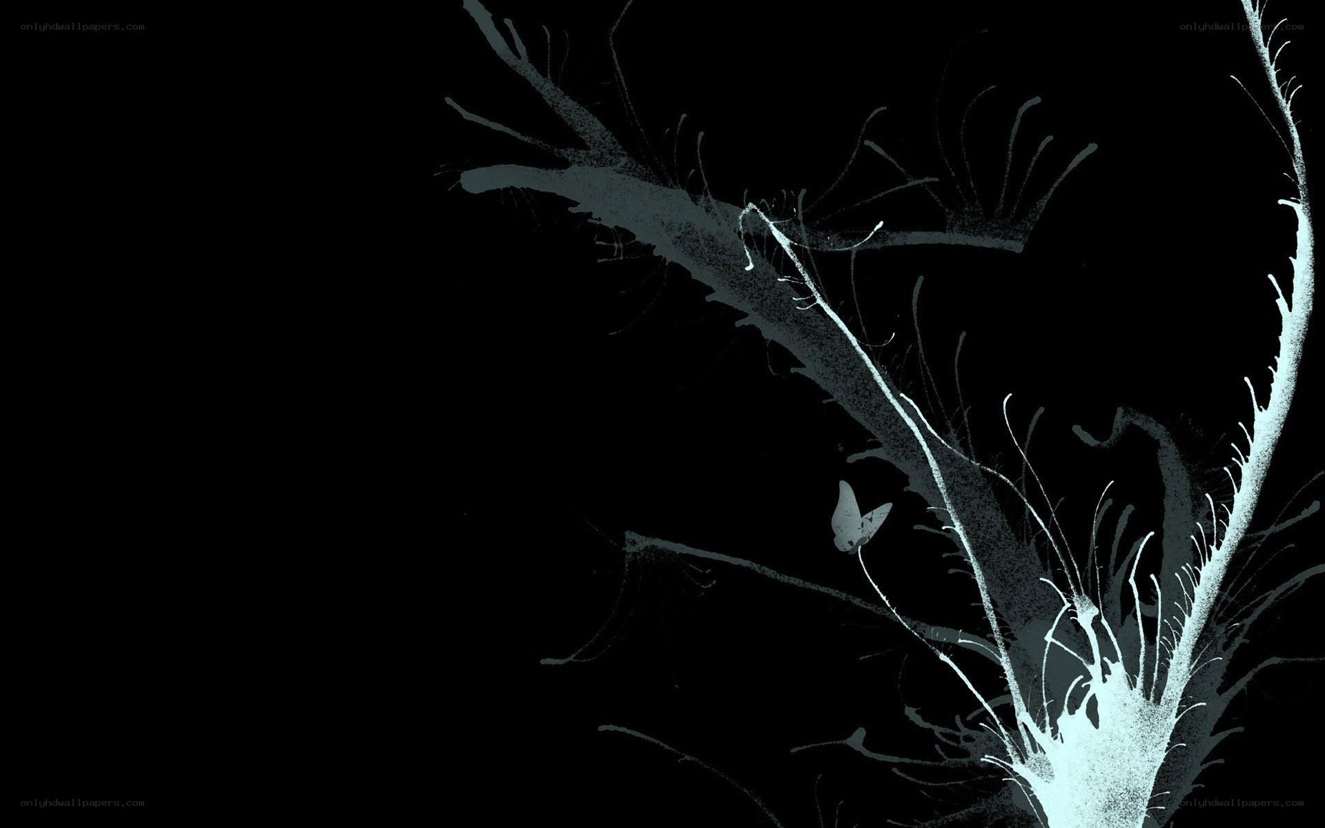 white branches on black background