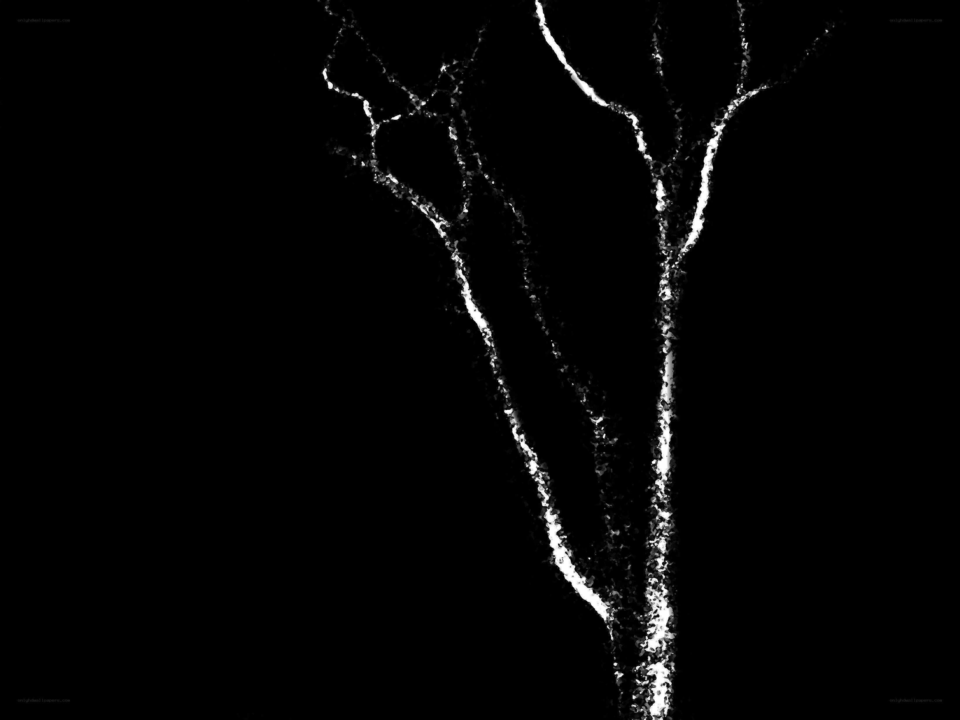 white branches on black background