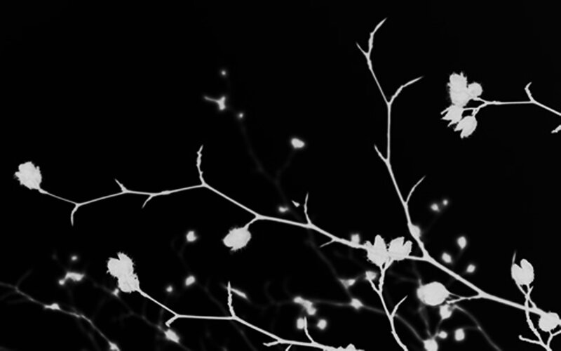 White Branches with Buds