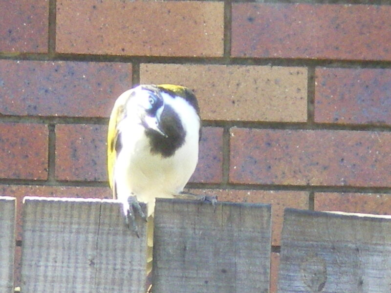 White-breasted Bird
