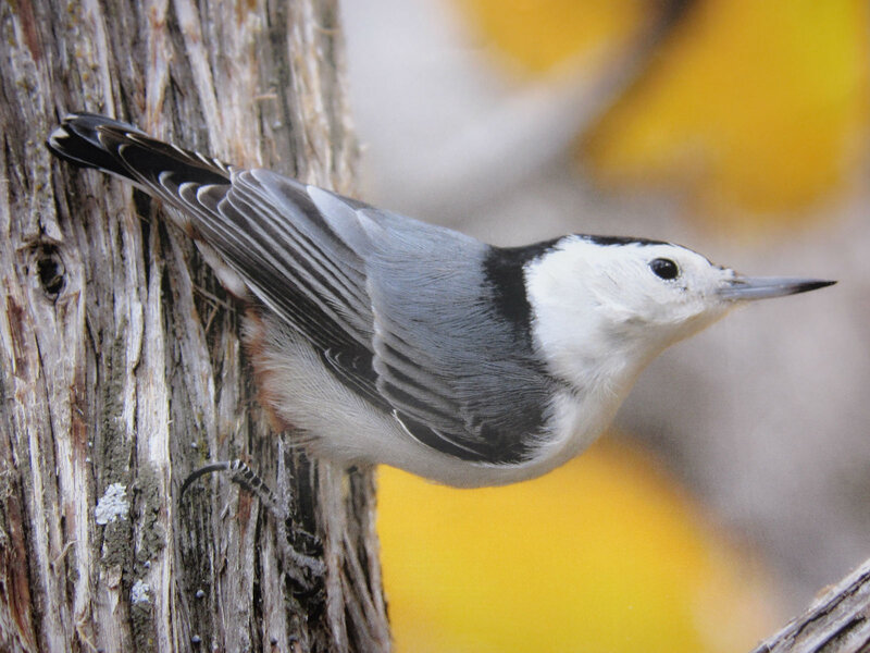 White-breasted Nuthatch — Gray, Calm, Autumn