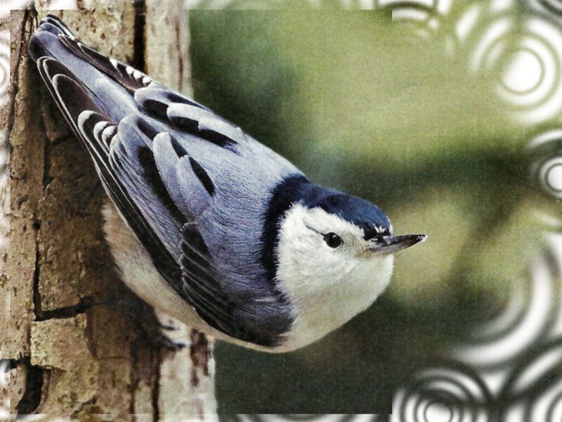 White-breasted Nuthatch — Gray, Calm