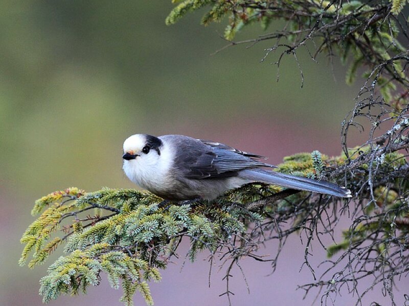 White-breasted Nuthatch — Gray