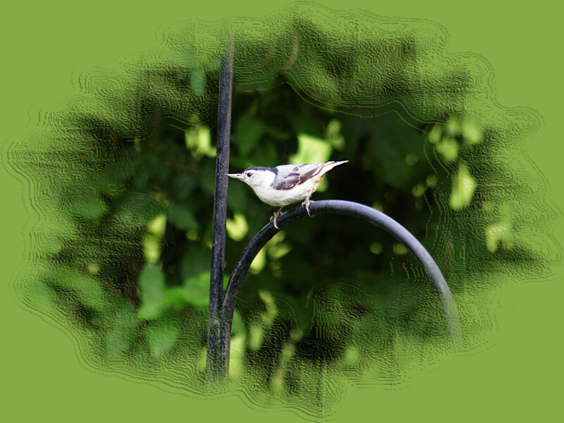 White-breasted Nuthatch — Green