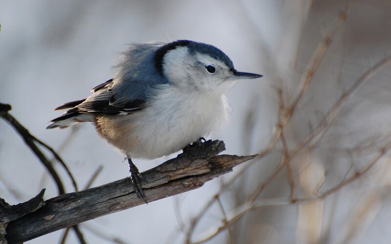 White-breasted nuthatch perched