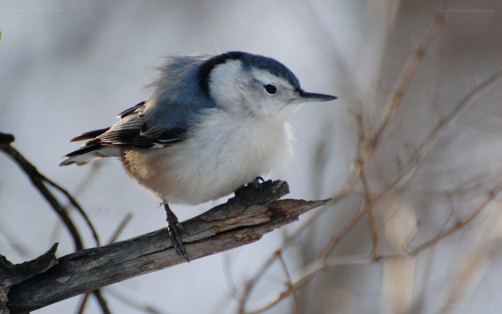 White-breasted nuthatch perched