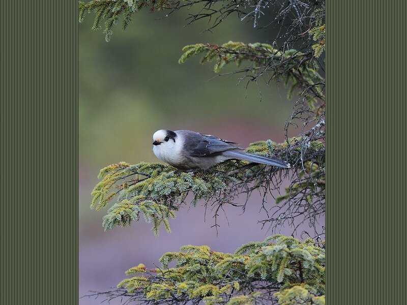 White-breasted Nuthatch