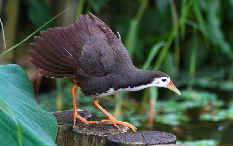 White-breasted Waterhen — Green, Natural