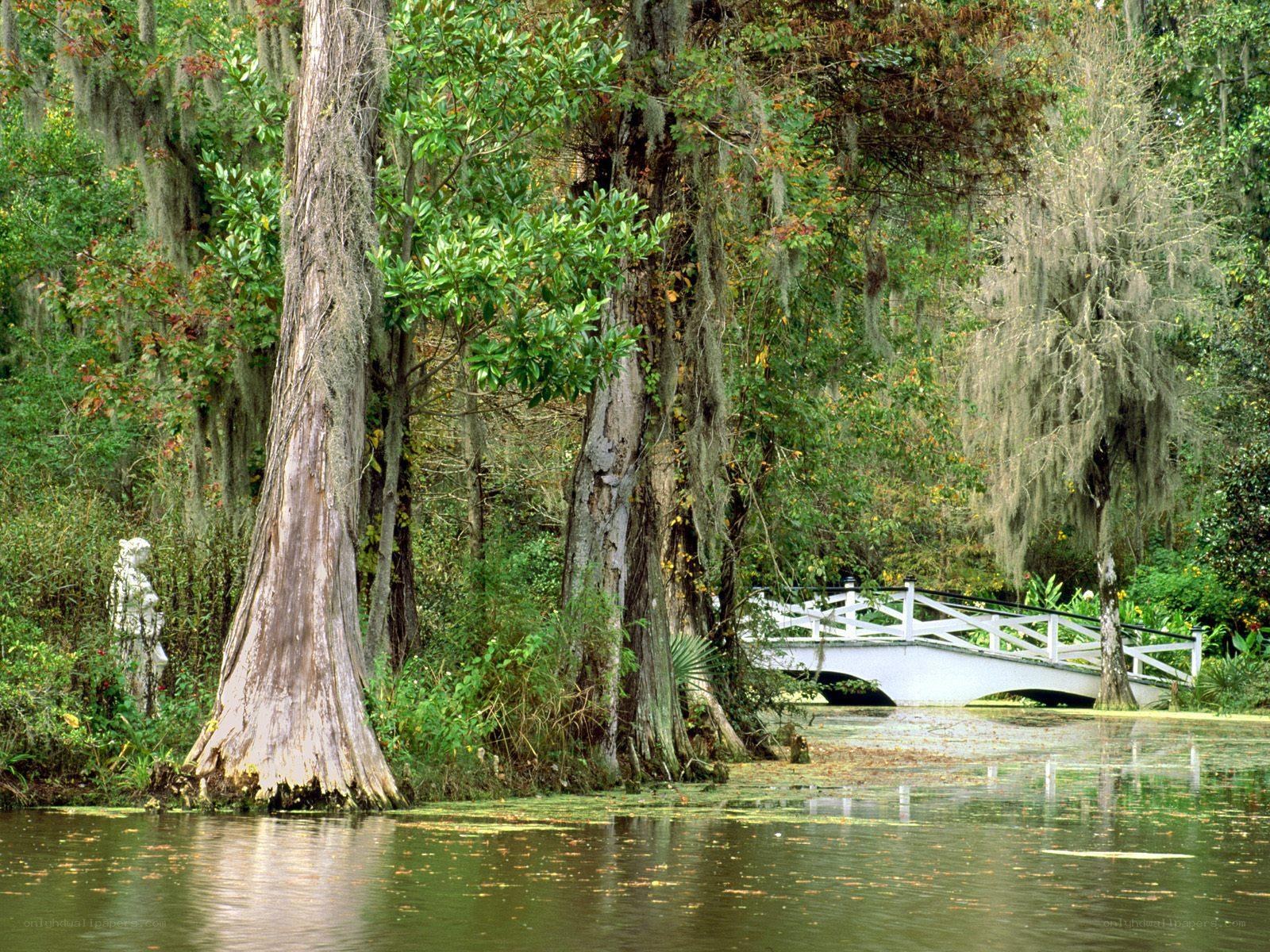 White bridge in a swamp