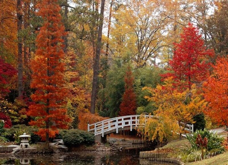 White Bridge in Autumn Garden