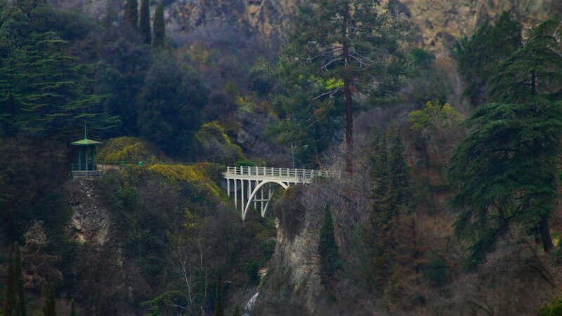 White Bridge in Forest
