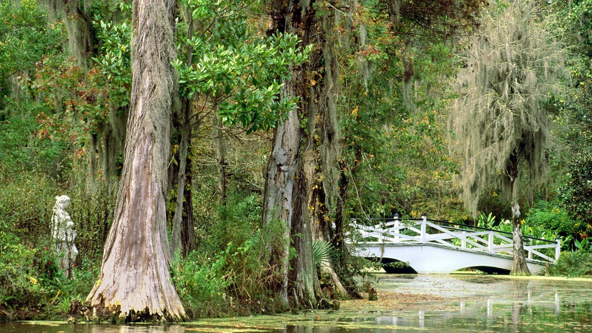 White bridge in swamp forest