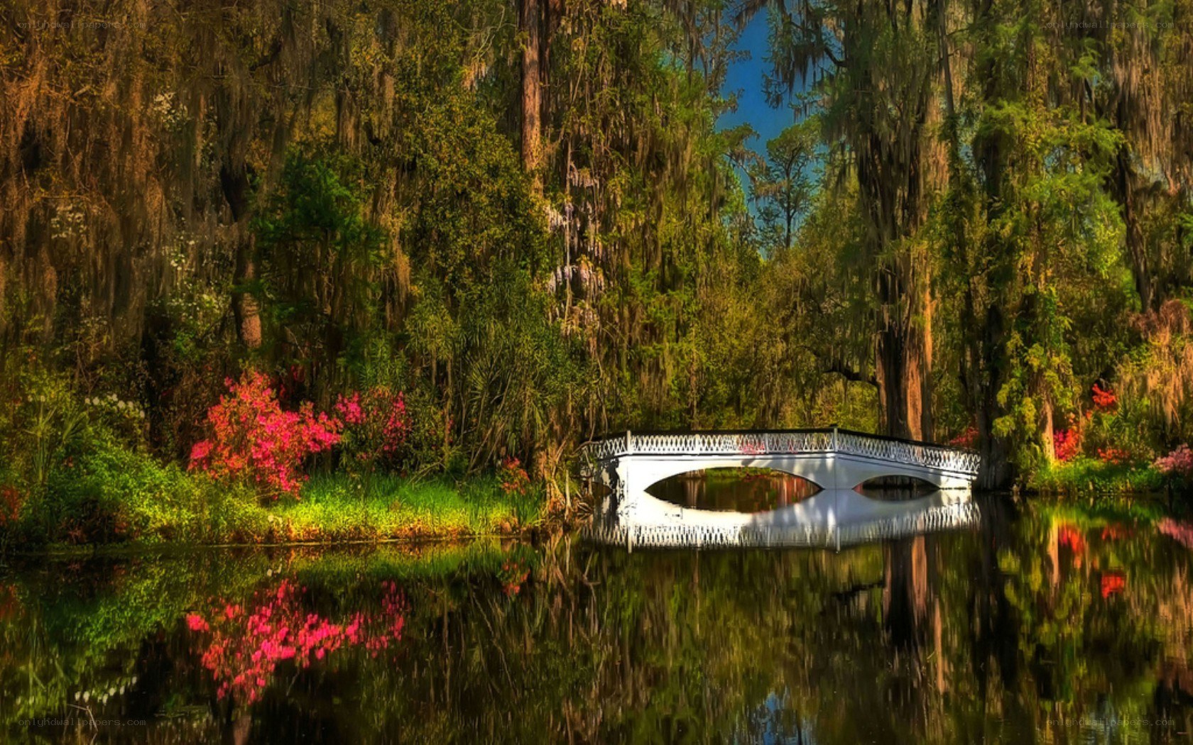 White bridge over a swamp