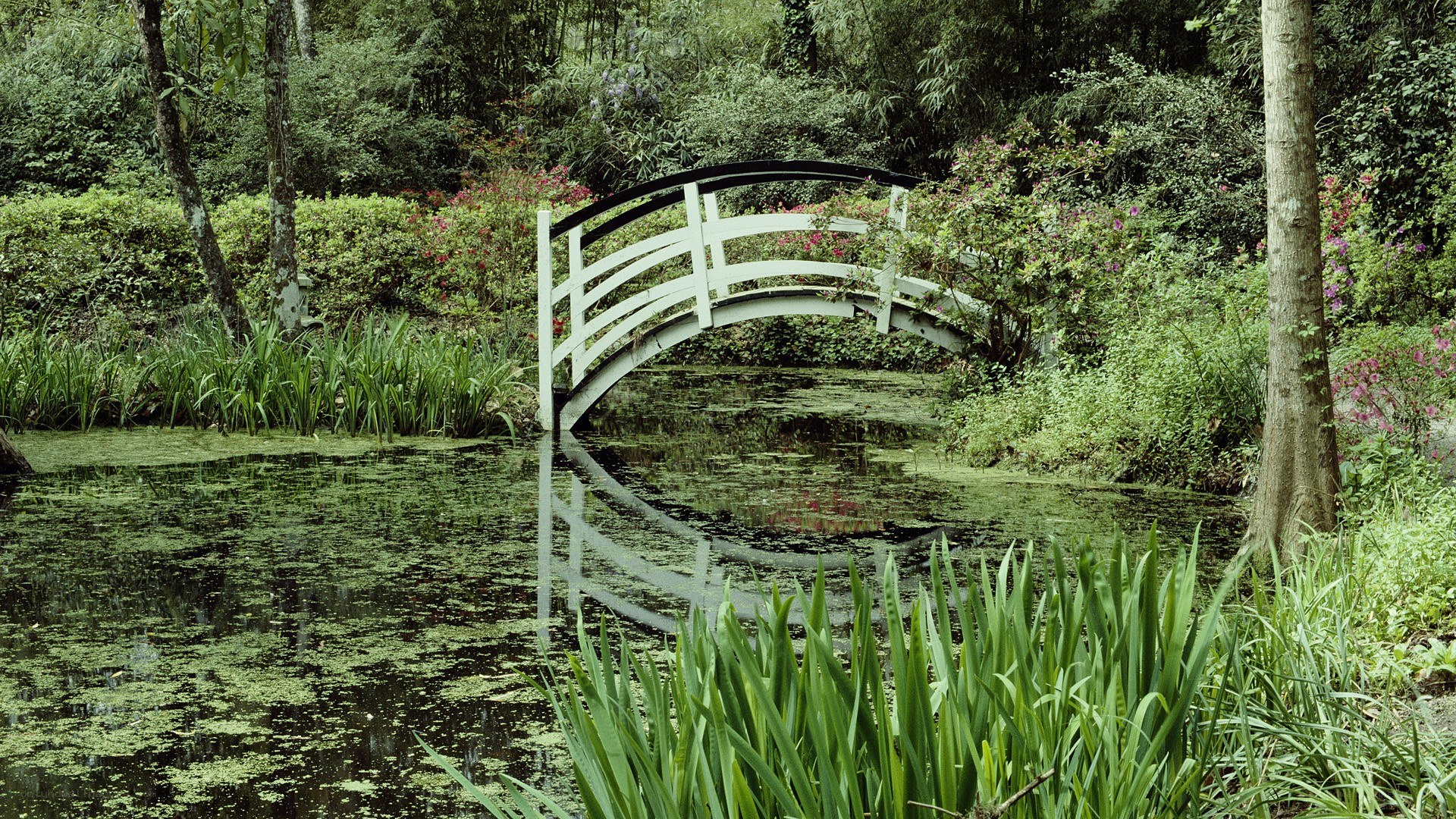 White bridge over pond in garden