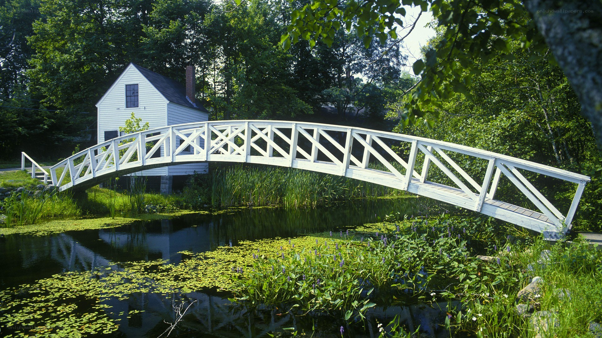 White bridge over pond