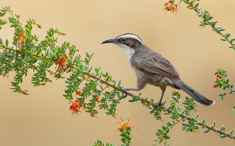 White-browed Bulbul