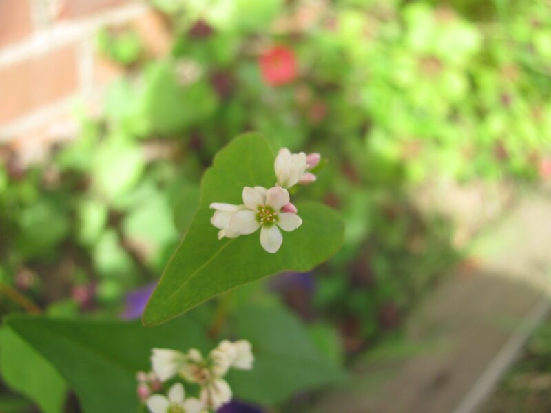 White Buckwheat Flowers