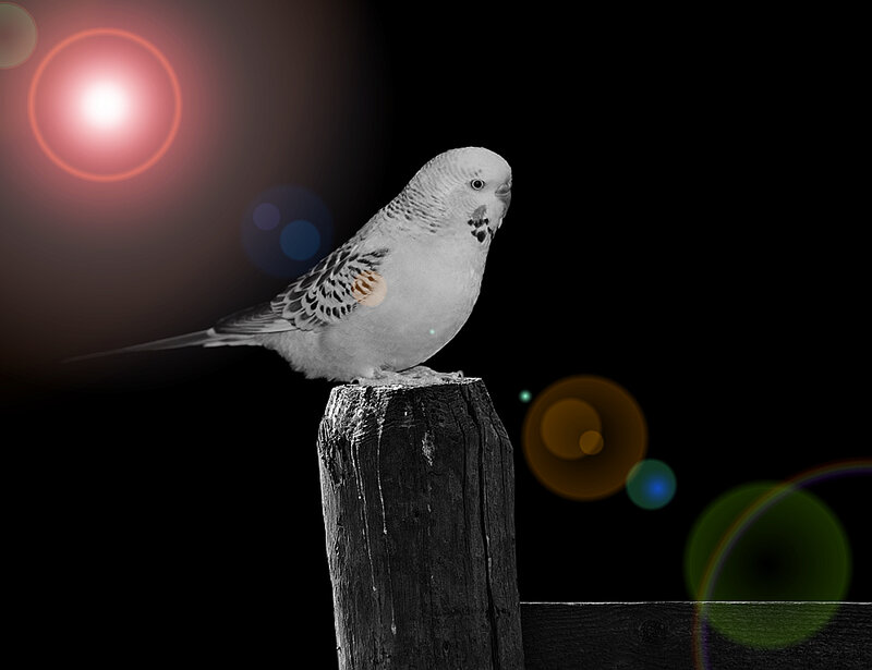 White Budgerigar on Post