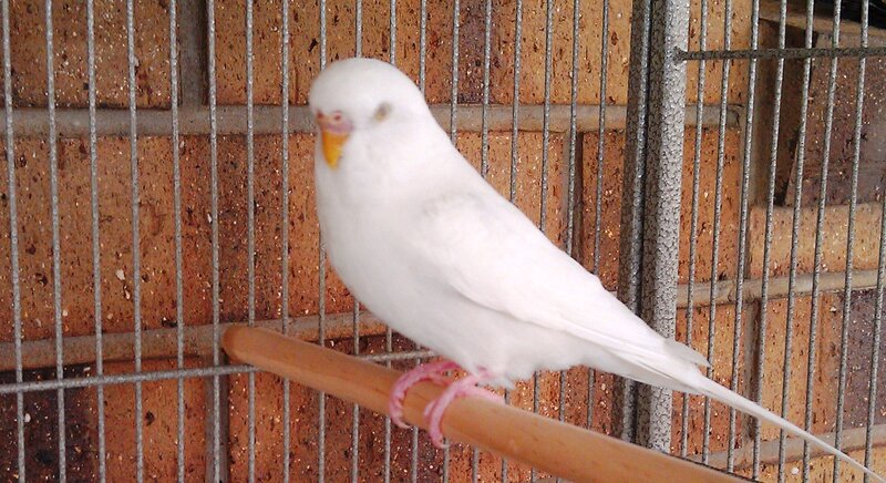 White Budgerigar