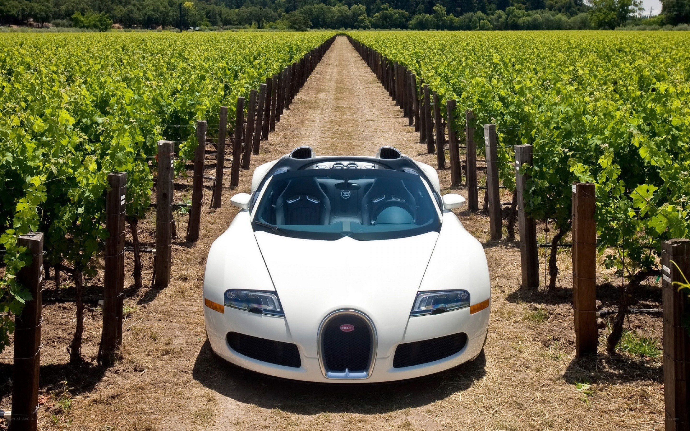 White Bugatti in a vineyard