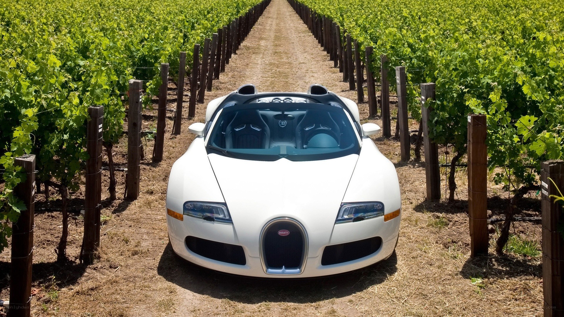 White Bugatti in a vineyard