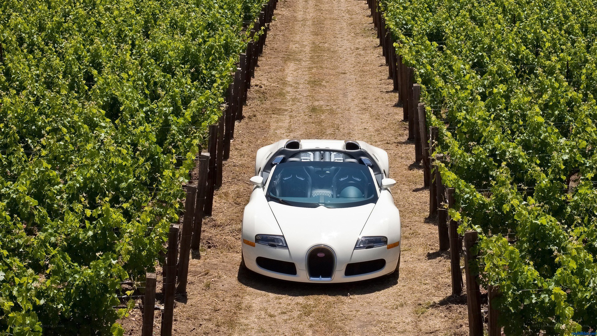 White Bugatti in vineyard