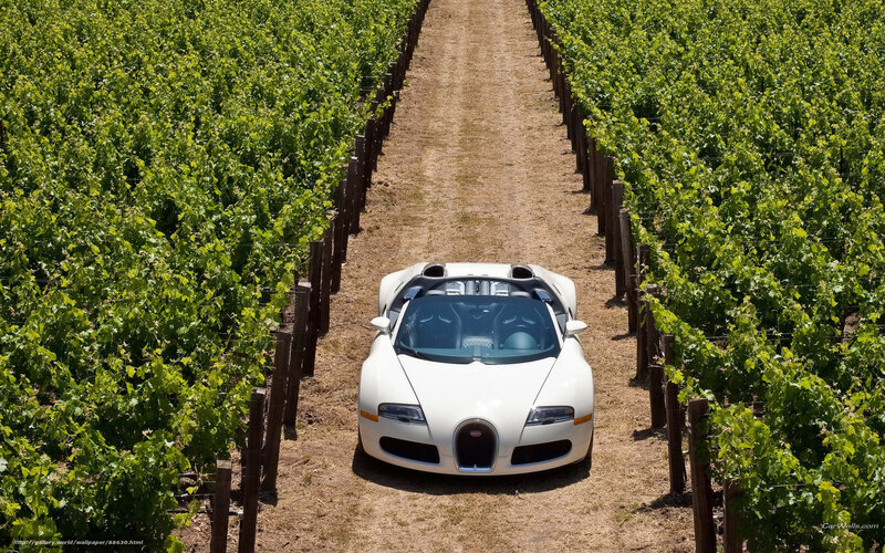 White Bugatti in vineyard