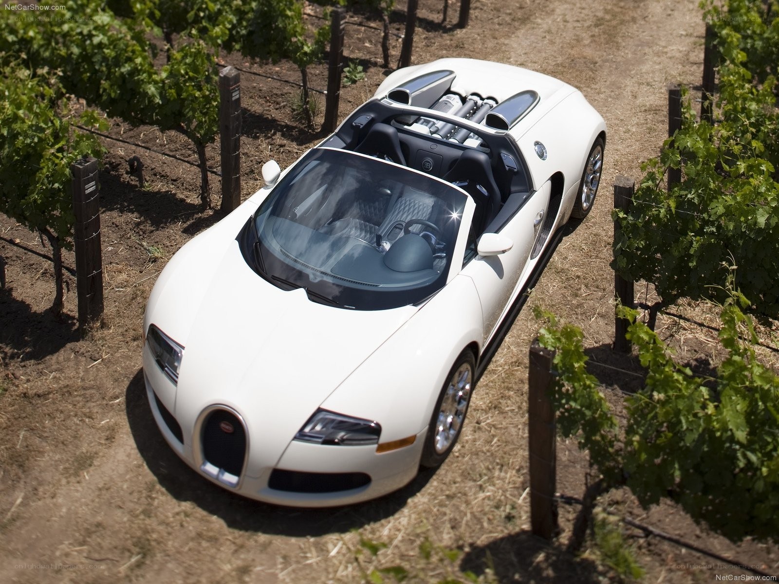 White Bugatti Veyron in vineyard
