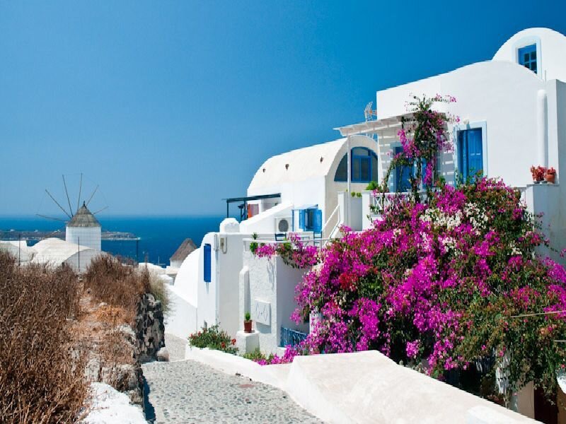 White buildings with bougainvillea in Santorini