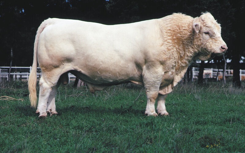 white bull in a field