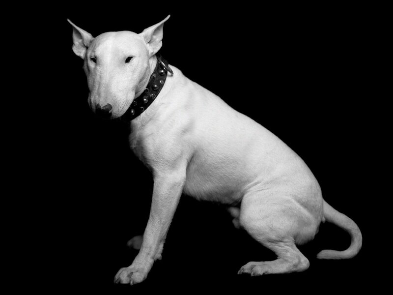 White Bull Terrier Dog — Black