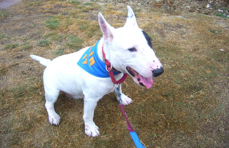 White Bull Terrier Dog — Calm, Afternoon