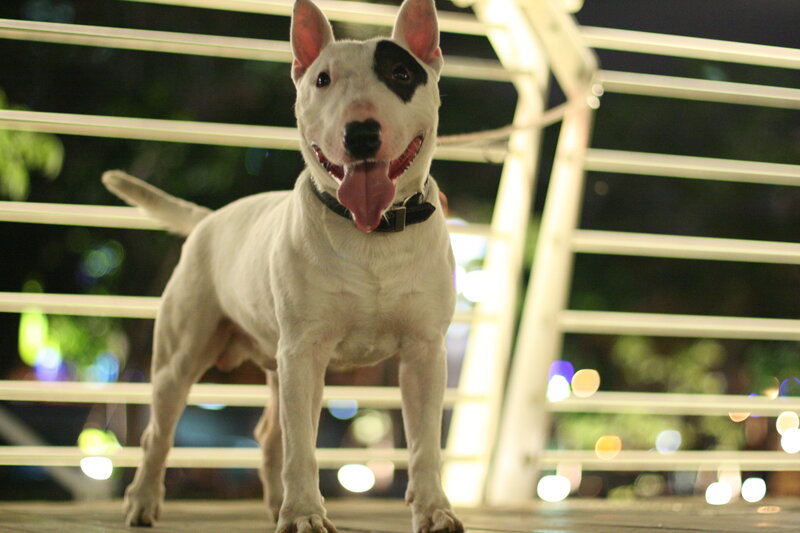White Bull Terrier Dog — Calm