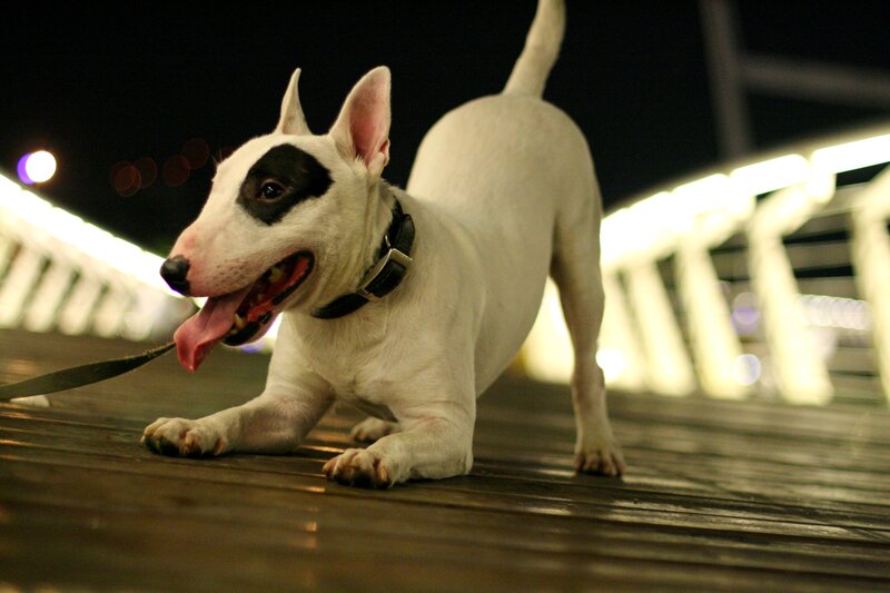 White Bull Terrier Dog — Dramatic