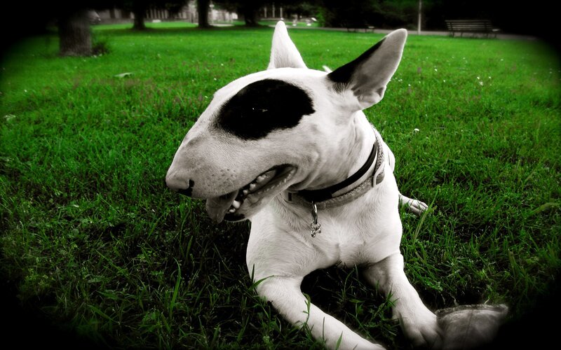 White Bull Terrier Dog — Green