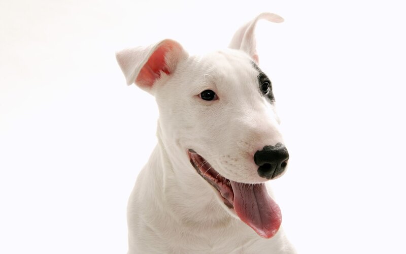 White Bull Terrier Dog — Happy