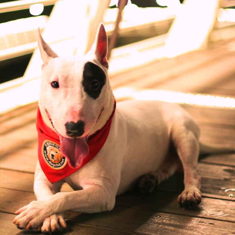 White Bull Terrier Dog — Relaxed