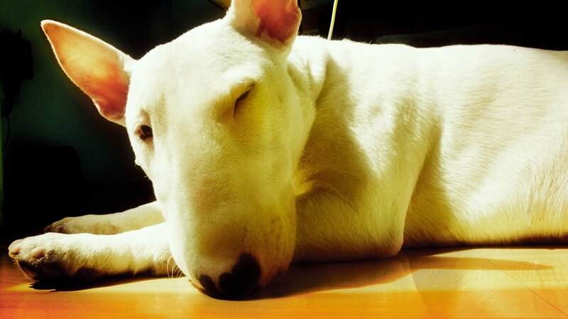 White Bull Terrier Dog — Serene