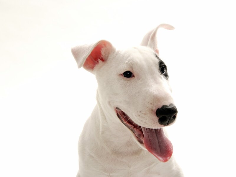white bull terrier dog