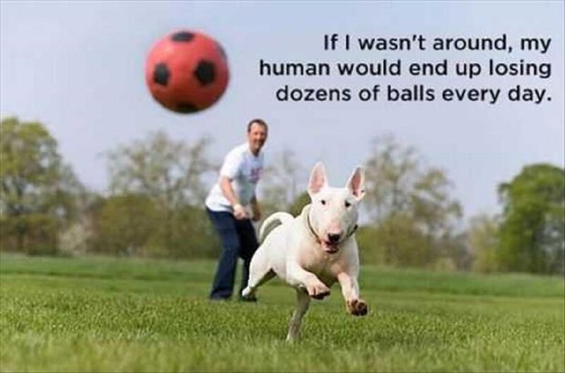 White Bull Terrier — Green