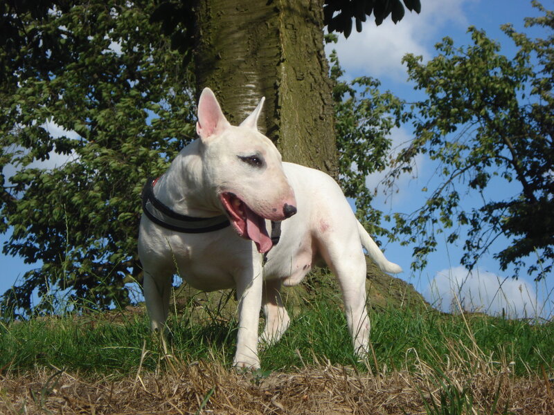 white bull terrier in a park