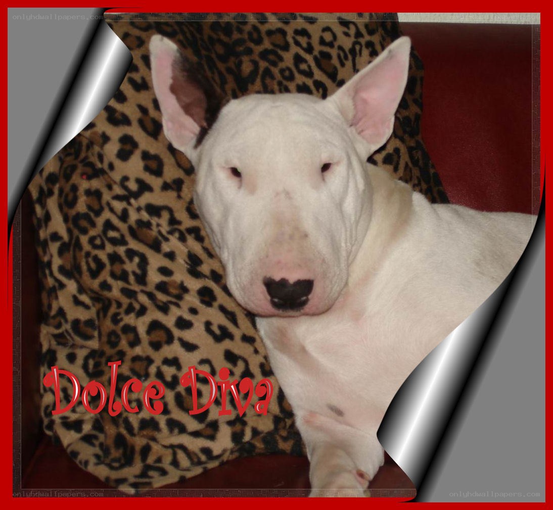 White Bull Terrier on Leopard Blanket