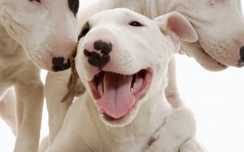 White Bull Terrier Puppies