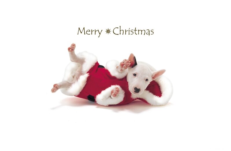 White Bull Terrier Puppy