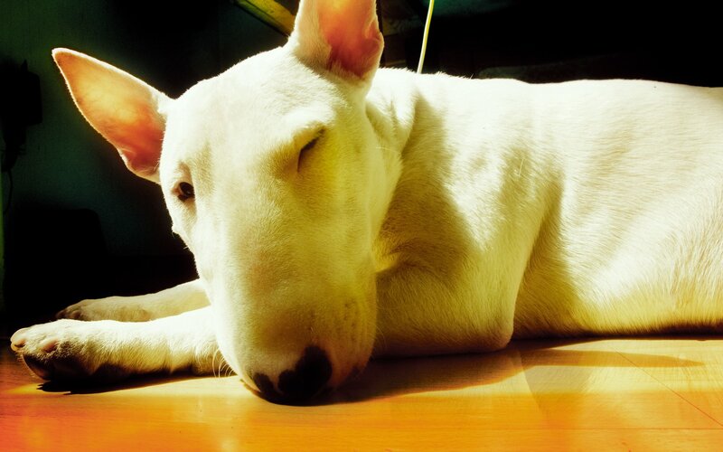 white bull terrier sleeping in sunlight
