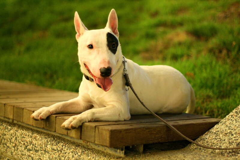 White Bull Terrier