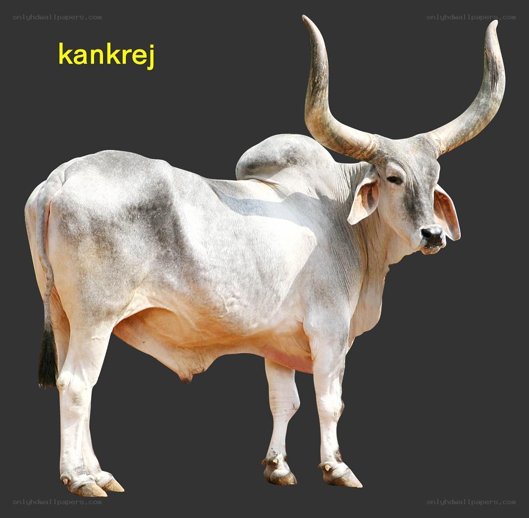 white bull with large horns