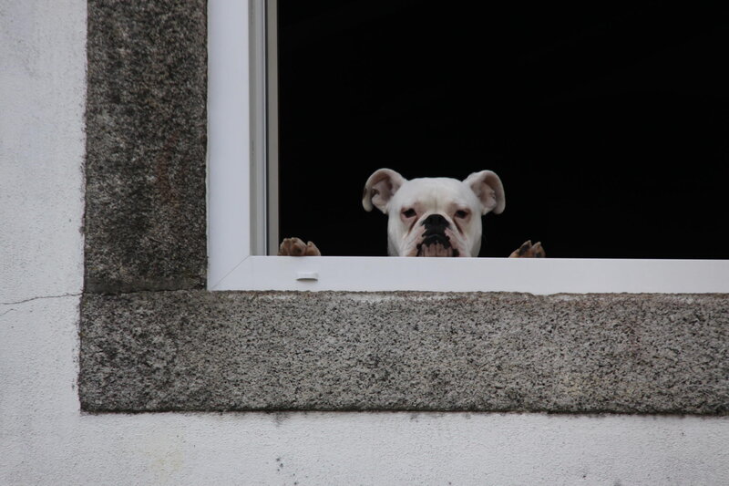 White Bulldog at Window